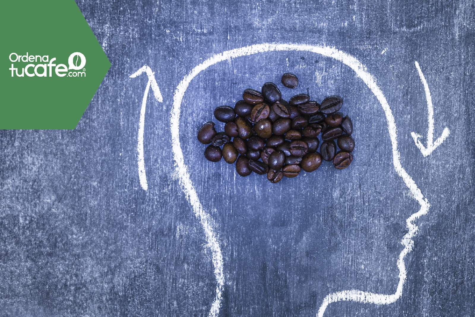 La Cafeína En El Cerebro ¿cómo Nos Afecta Ordena Tu Café